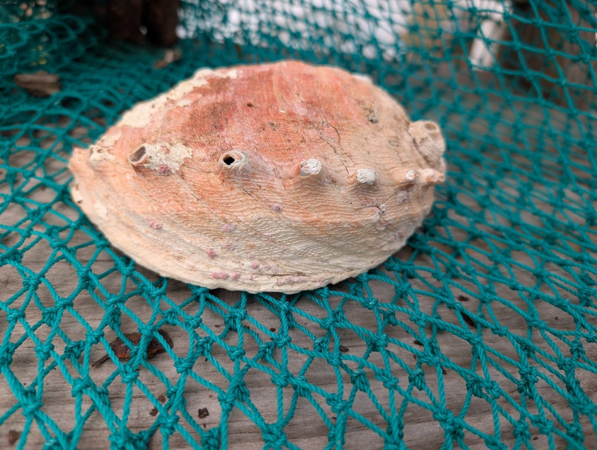White Abalone Shell - Haliotis Sorenseni