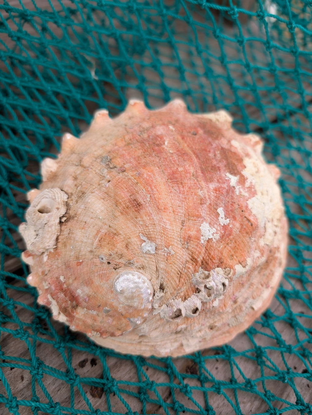 White Abalone Shell - Haliotis Sorenseni