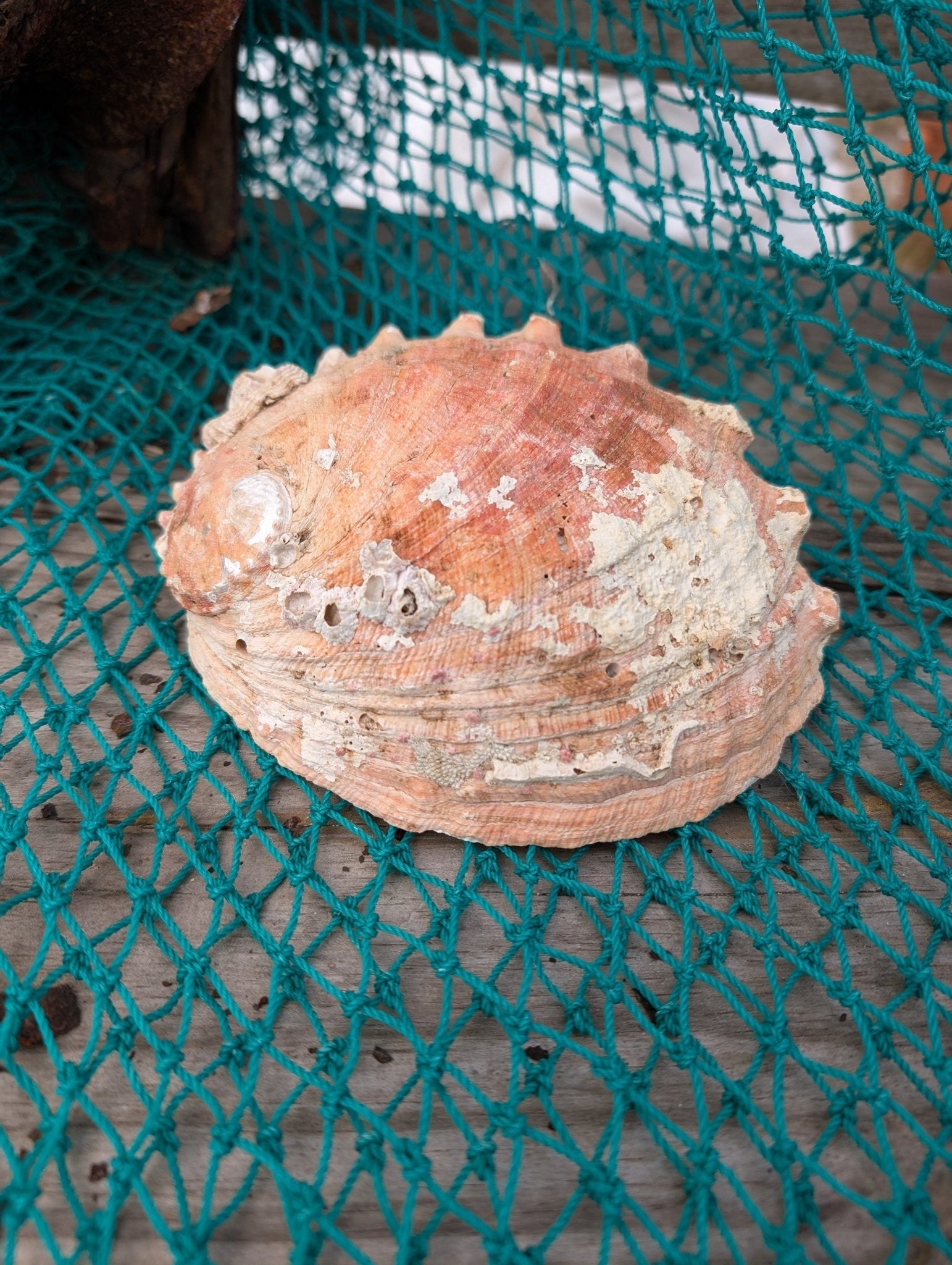 White Abalone Shell - Haliotis Sorenseni