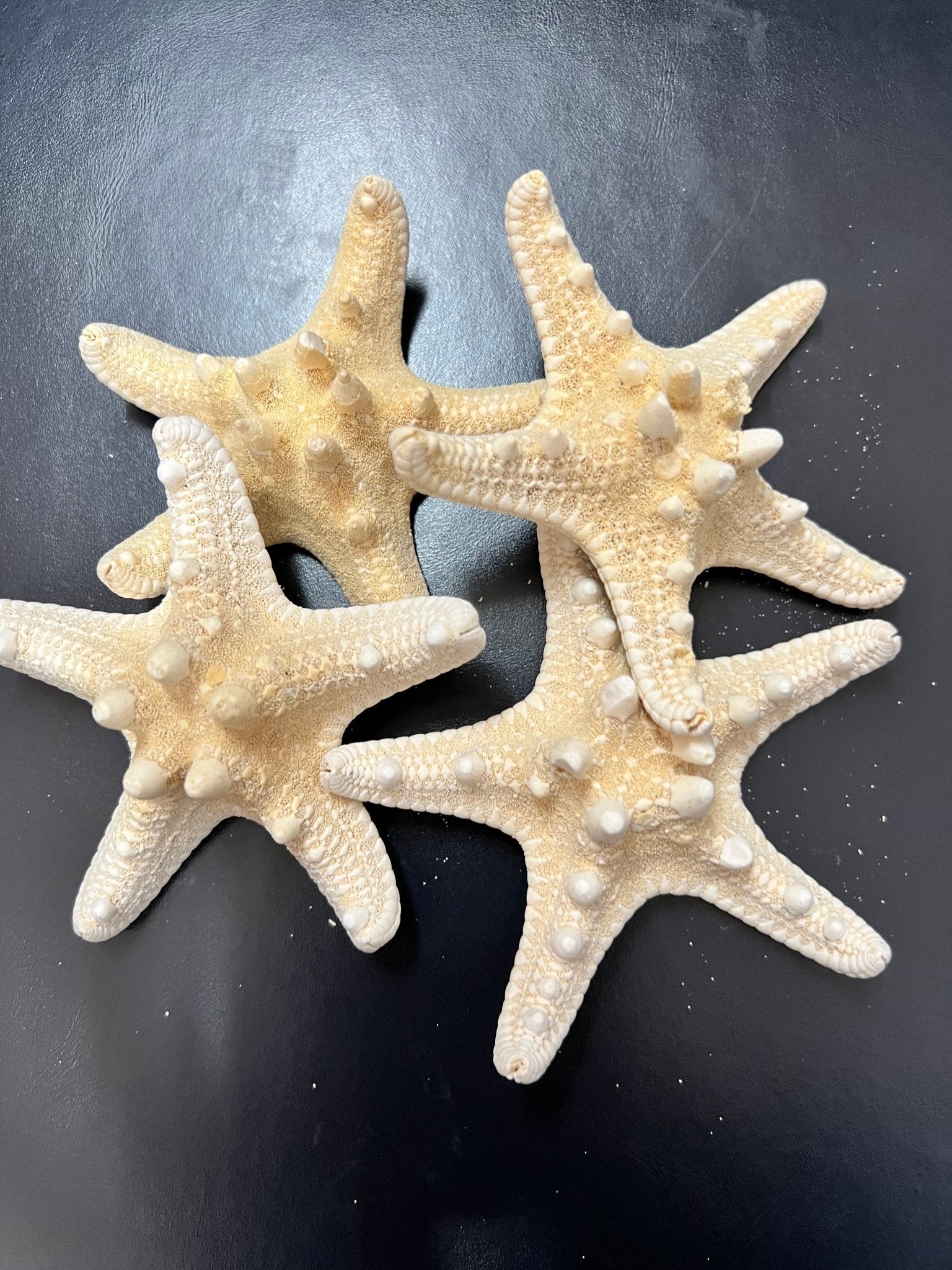 Ivory/ White Armoured Knobby Thorn Starfish