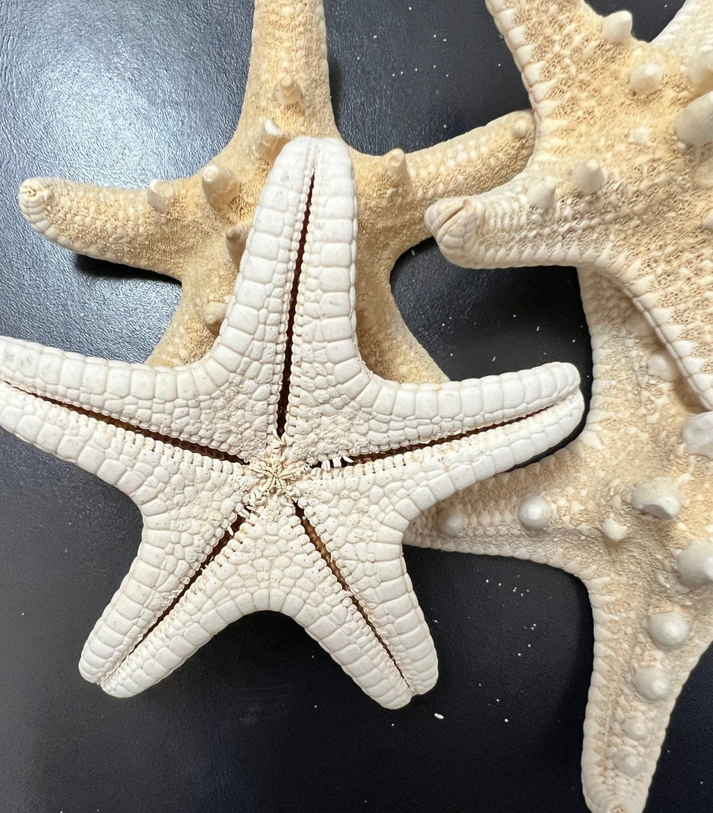 Ivory/ White Armoured Knobby Thorn Starfish