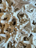 Ivory/ White Armoured Knobby Thorn Starfish