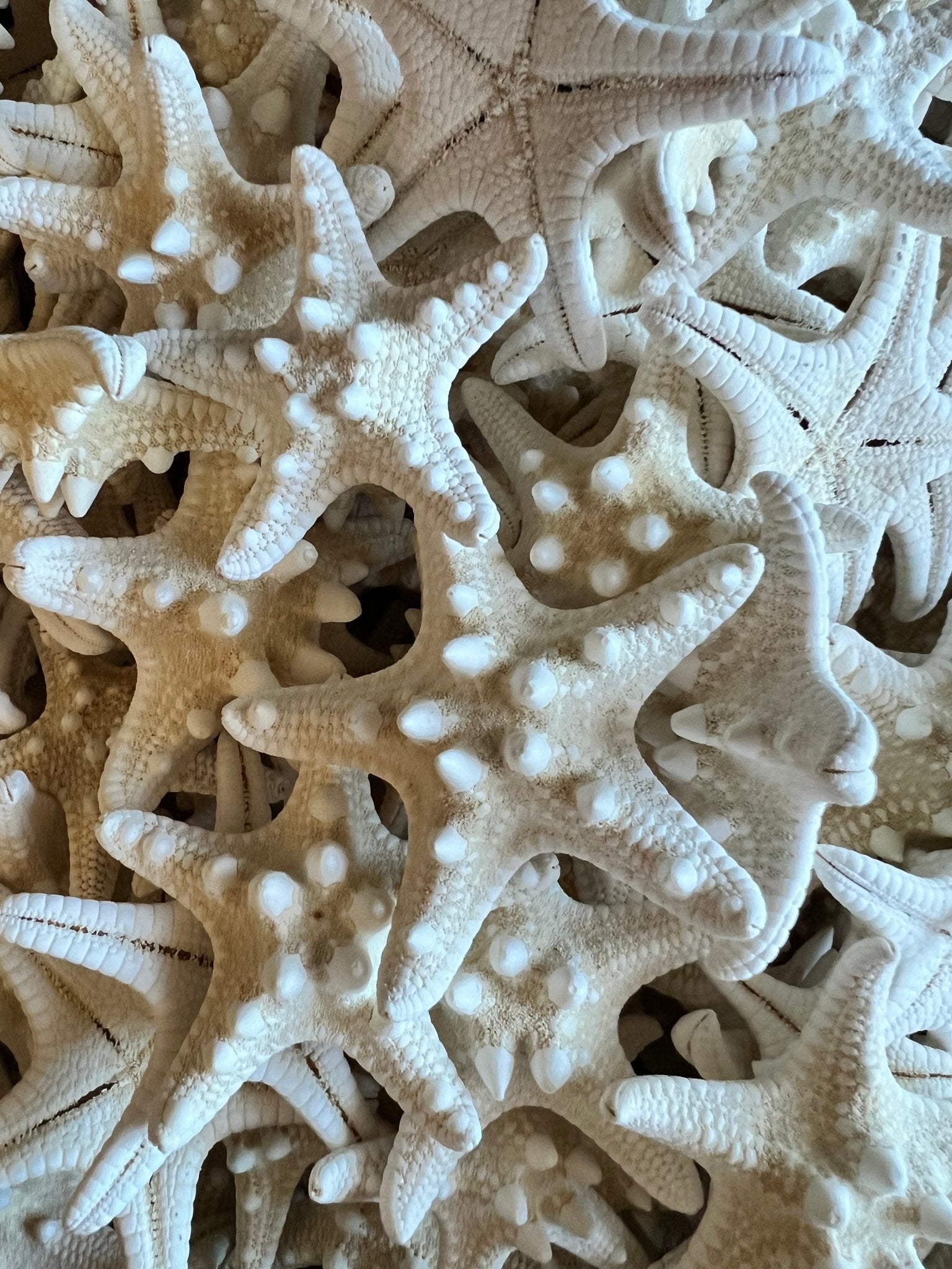 Ivory/ White Armoured Knobby Thorn Starfish