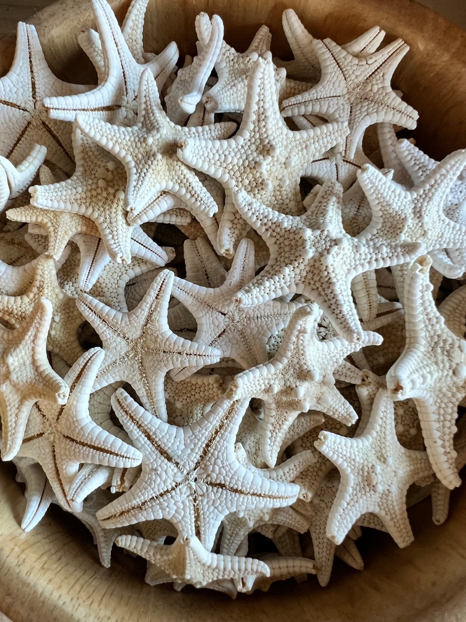 Ivory/ White Armoured Knobby Thorn Starfish