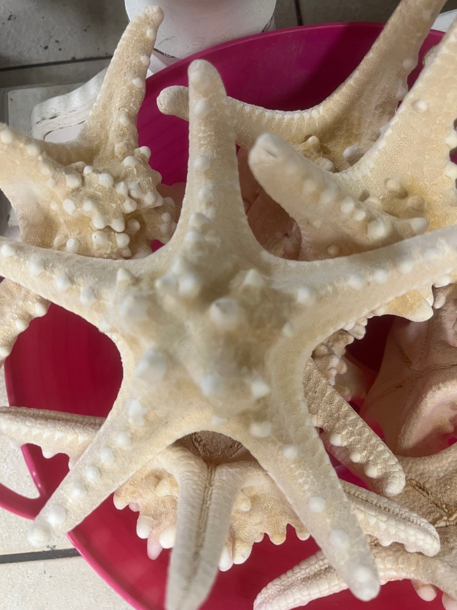 Ivory/ White Armoured Knobby Thorn Starfish