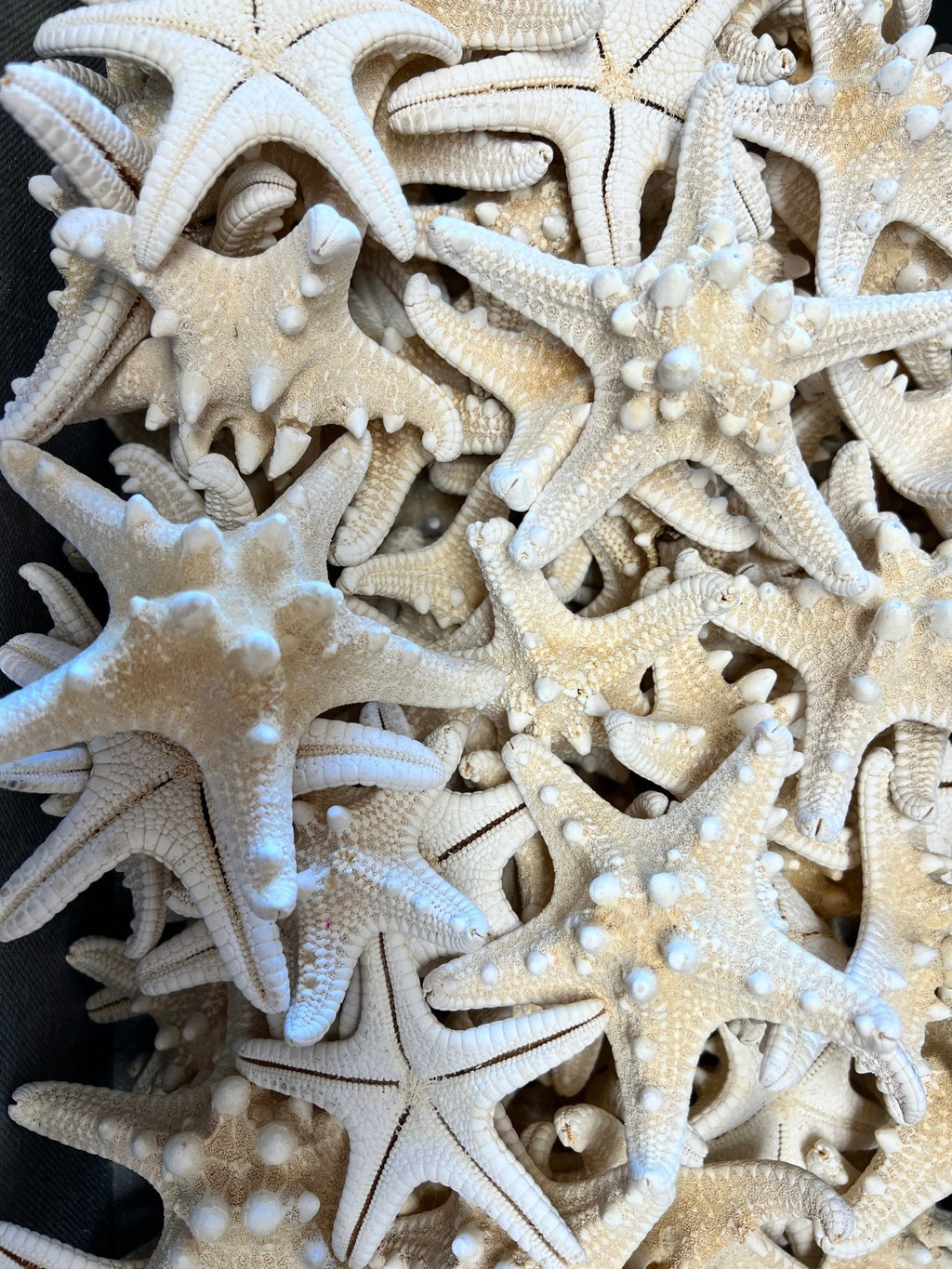 Ivory/ White Armoured Knobby Thorn Starfish