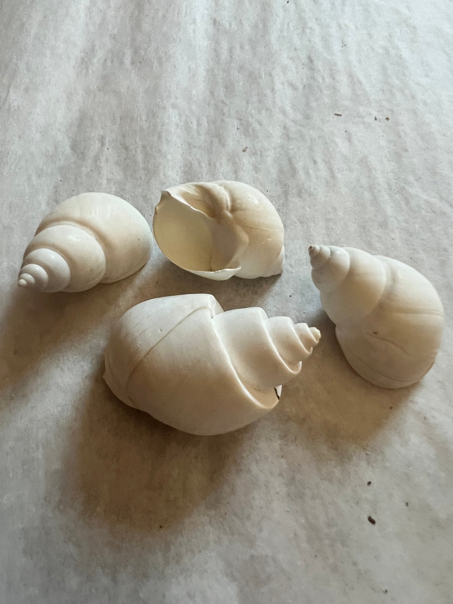 White Babylonia