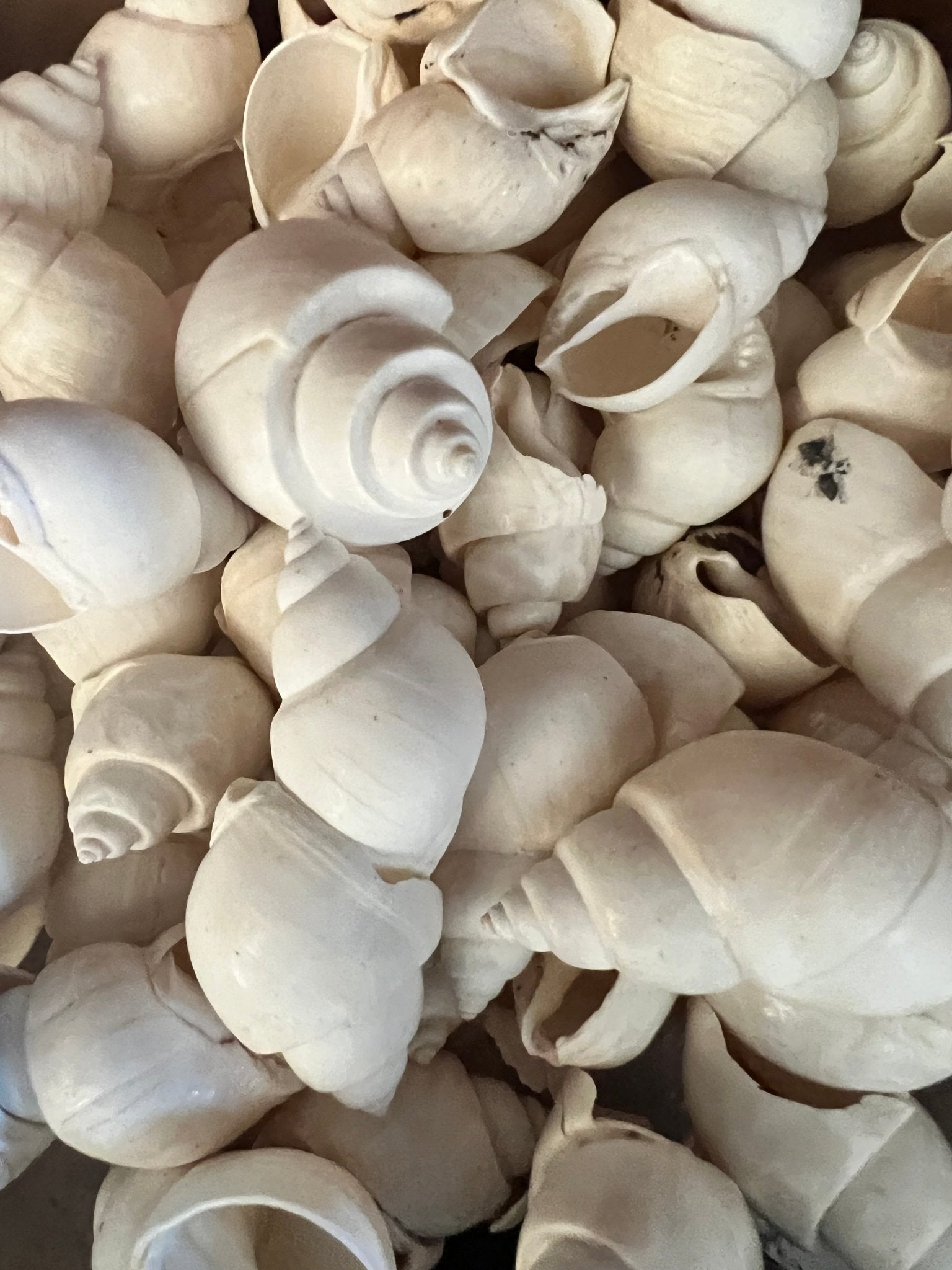 White Babylonia