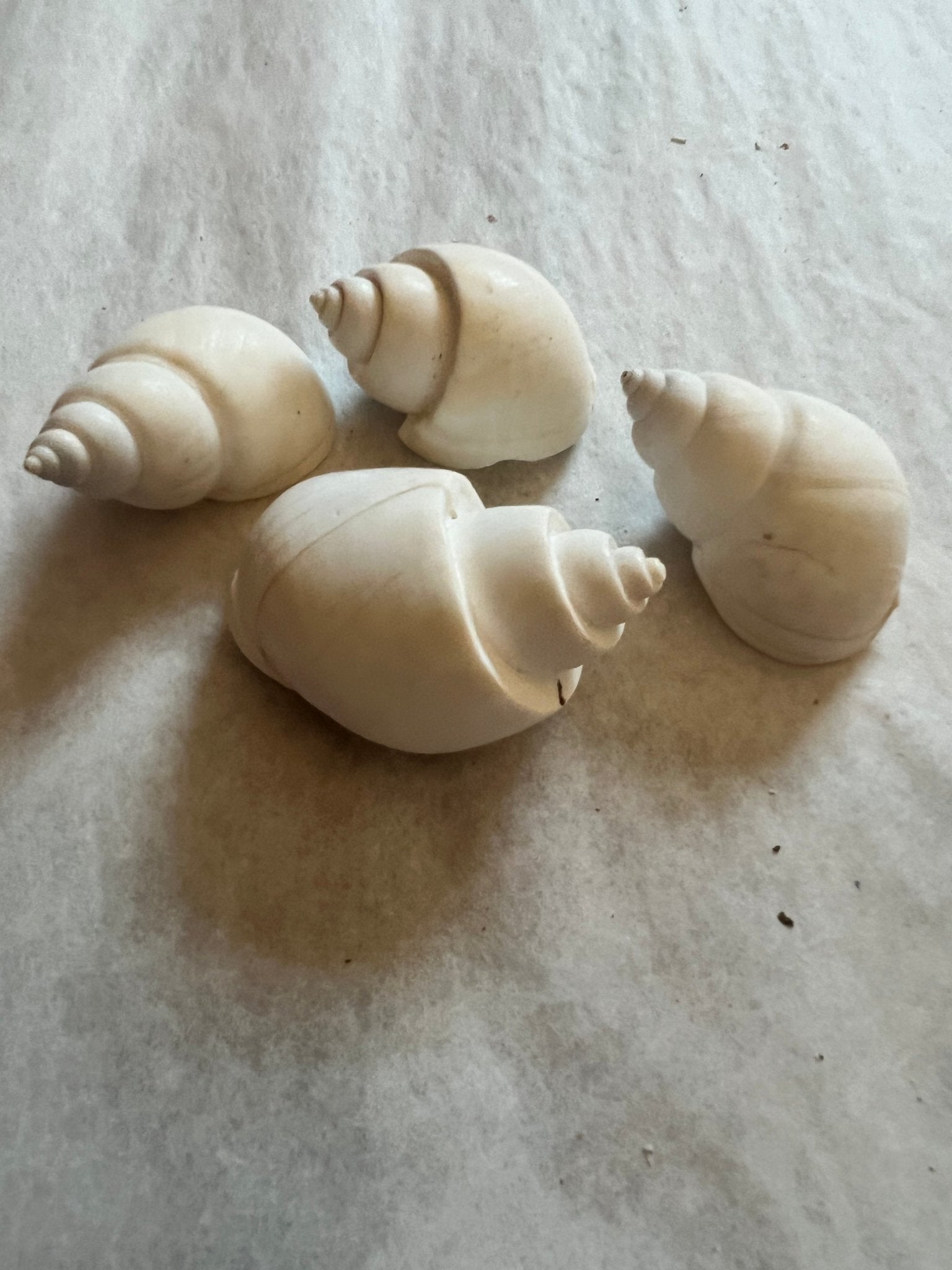 White Babylonia