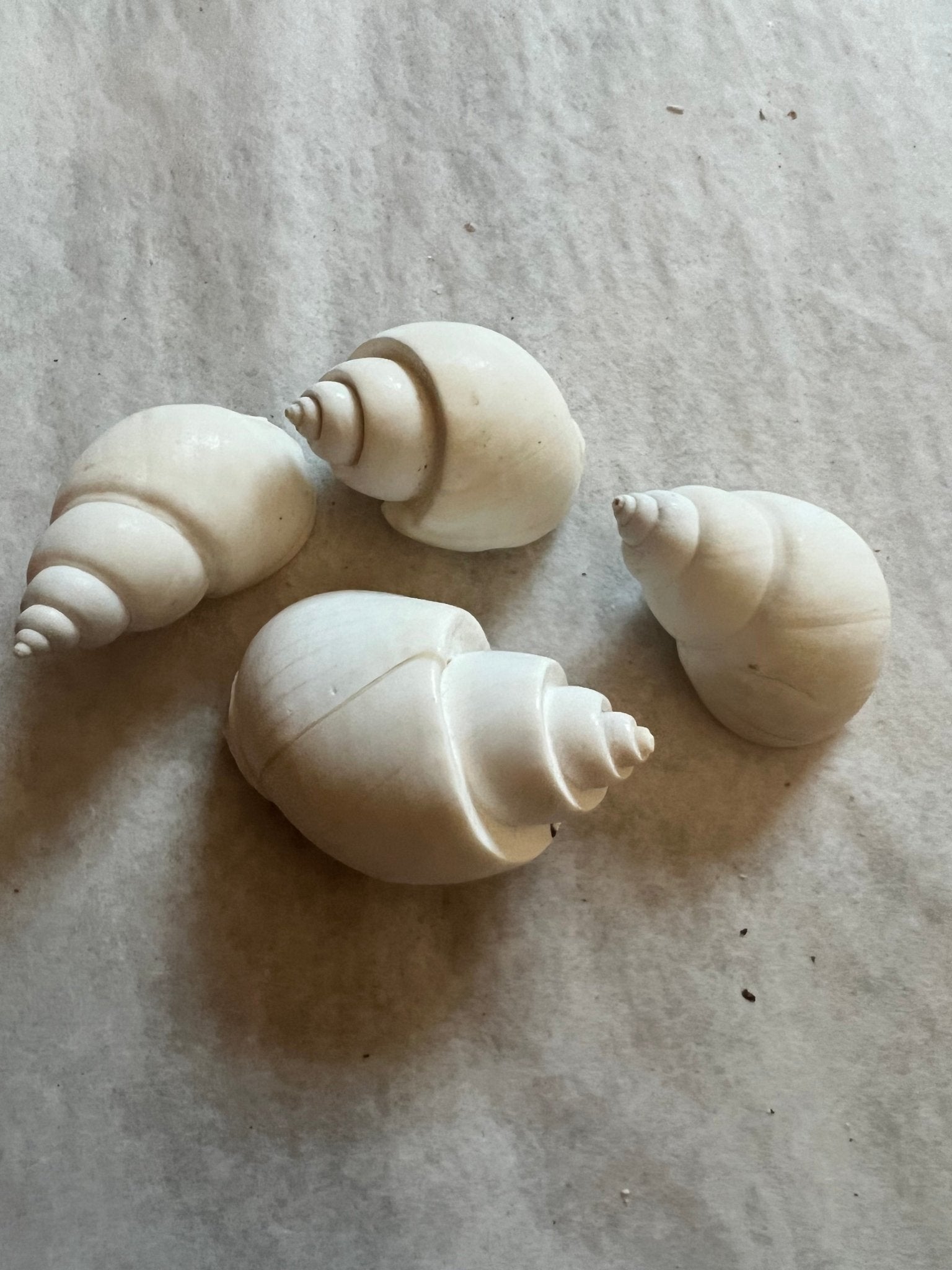 White Babylonia