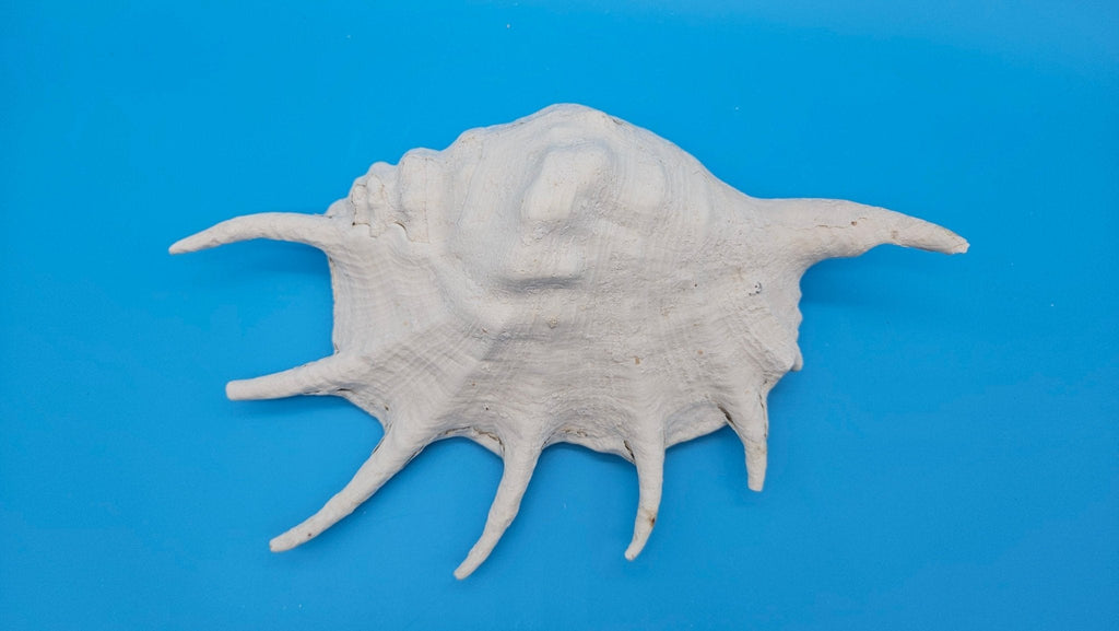 White Lambis Truncata Shell (Lambis truncata) – 11.75"