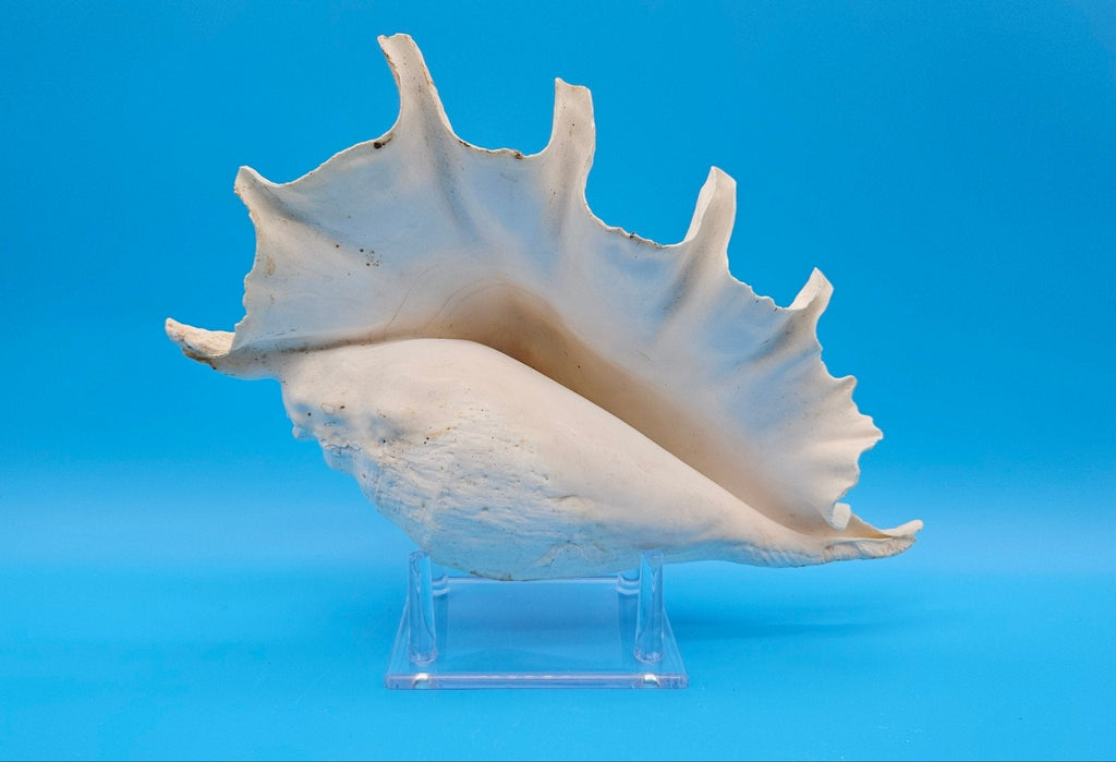 White Lambis Truncata Shell (Lambis truncata) – 12"