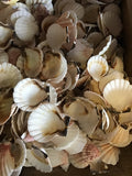 White & Rosy Crafting Scallop Shells