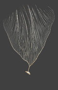 White Sea Fan Coral Whips - Various Sizes Available