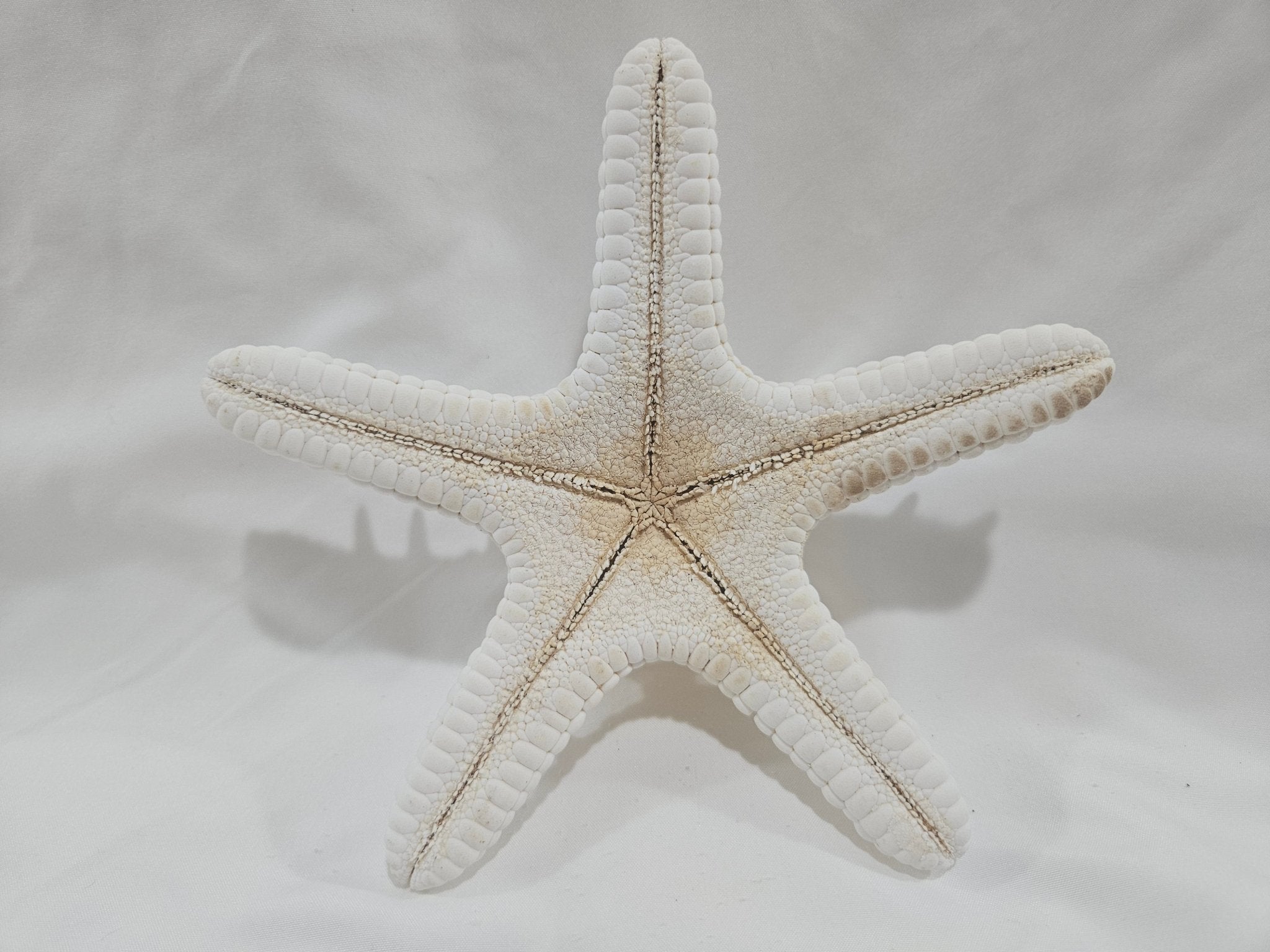 White Thorny Starfish 6.5"