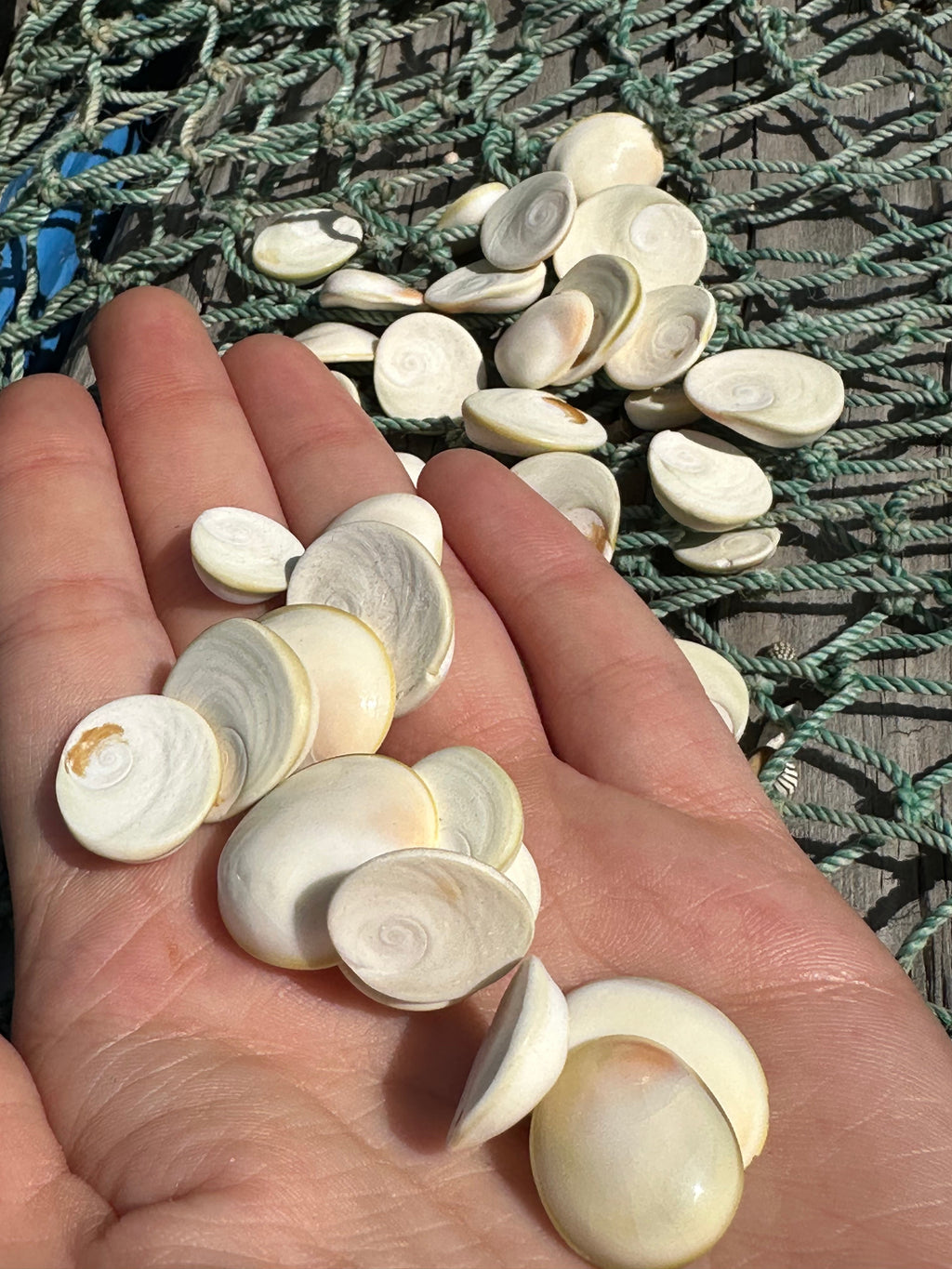 White Cats Eye Operculum Eye of Shiva Shell
