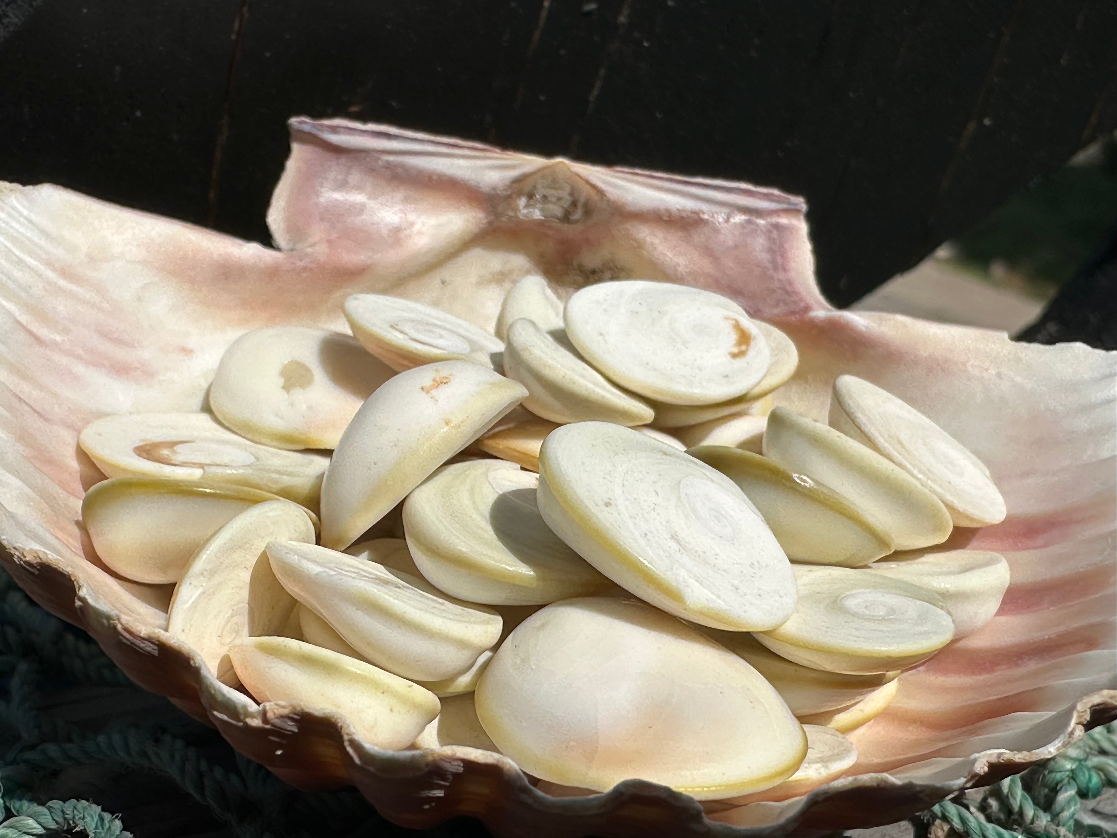 White Cats Eye Operculum Eye of Shiva Shell
