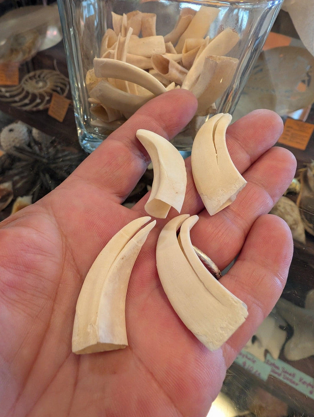 Wild Hog Tusks