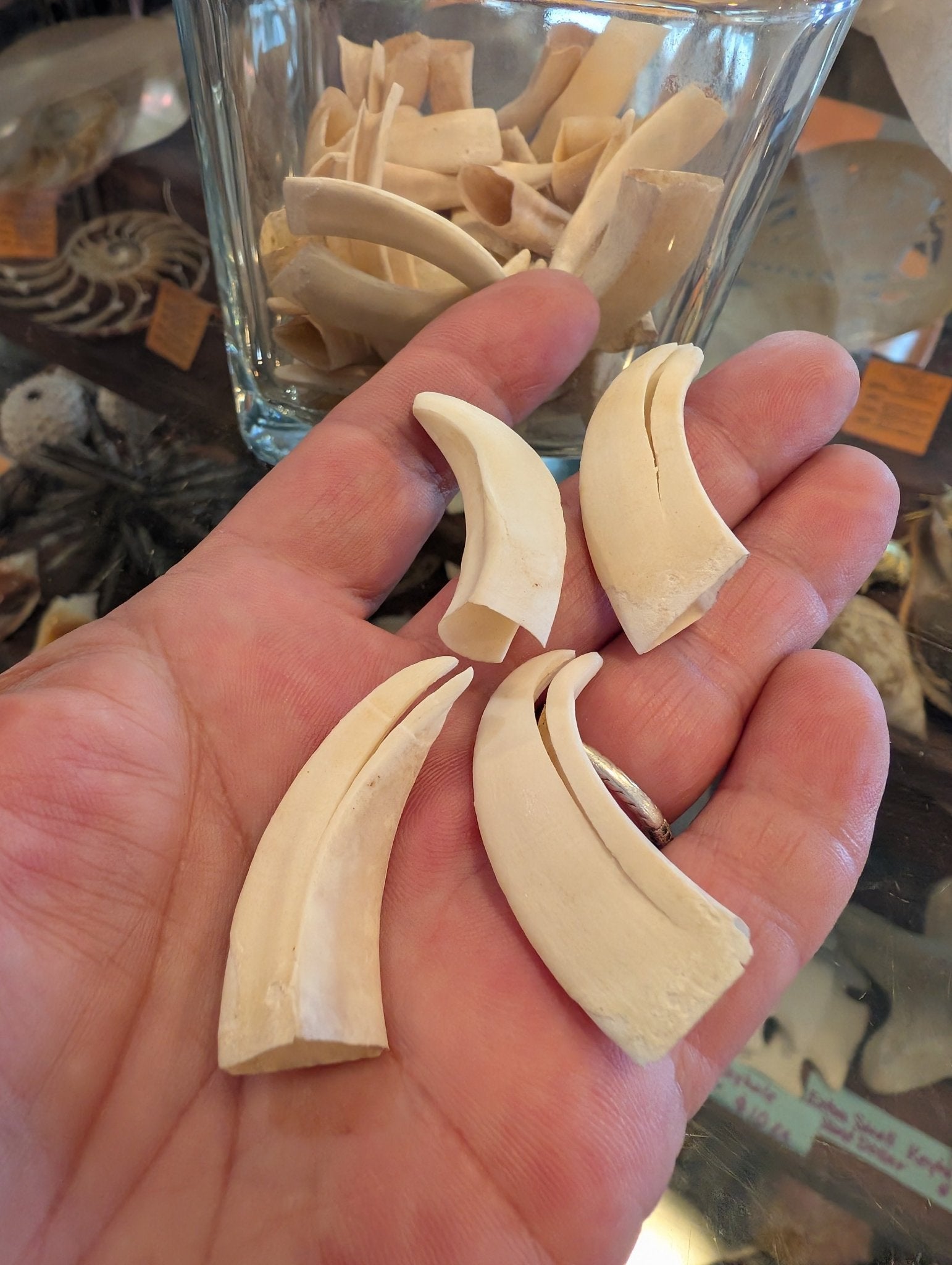 Wild Hog Tusks