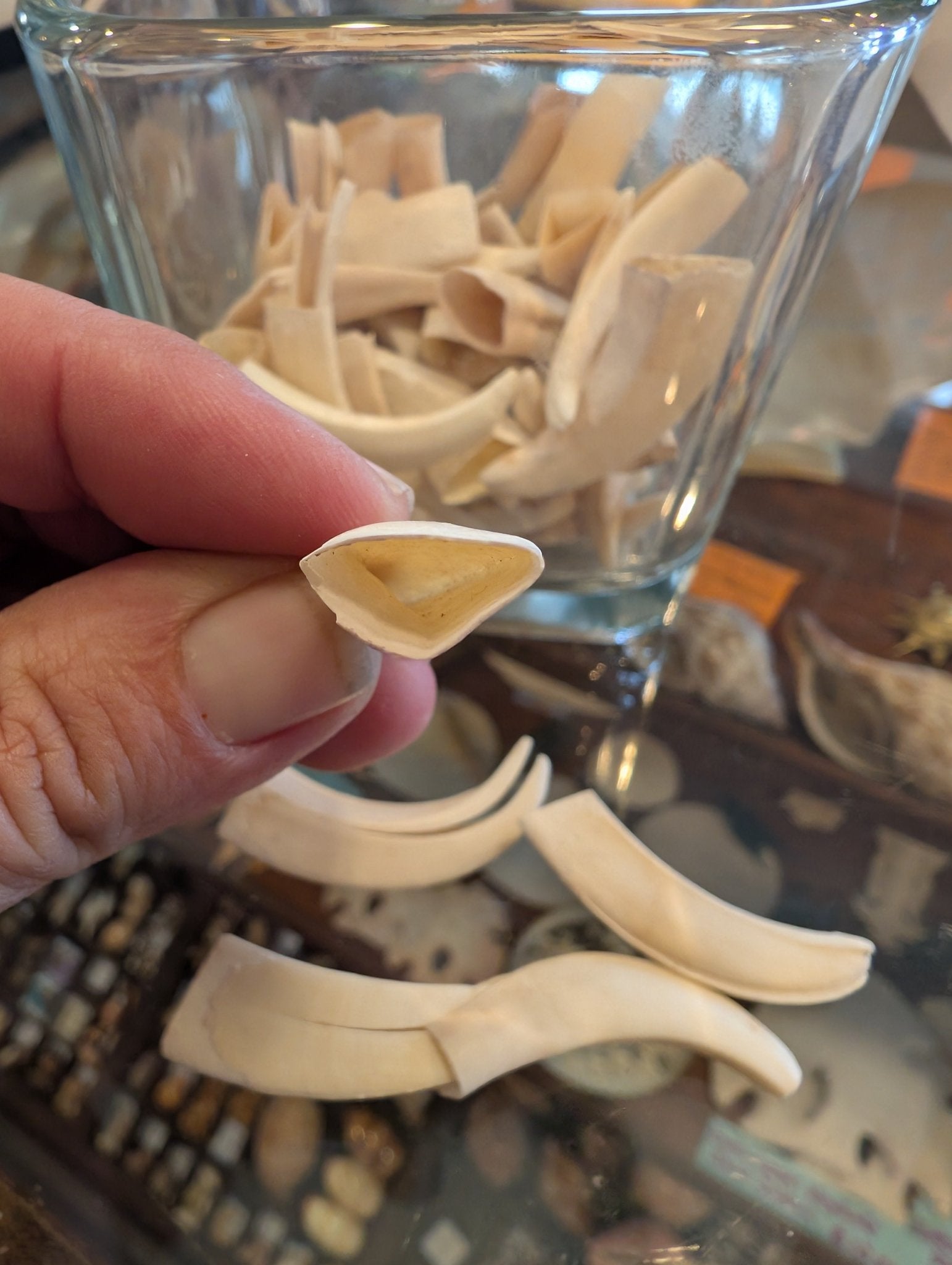 Wild Hog Tusks