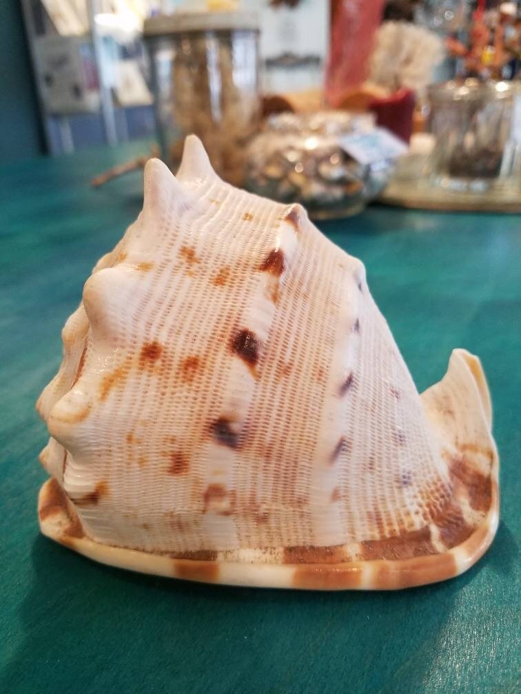 Yellow Helmet Shell Cassis Cornuta (2 sizes available)