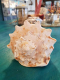 Yellow Helmet Shell Cassis Cornuta (2 sizes available)