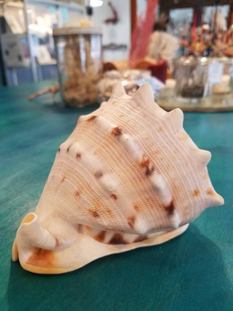 Yellow Helmet Shell Cassis Cornuta (2 sizes available)