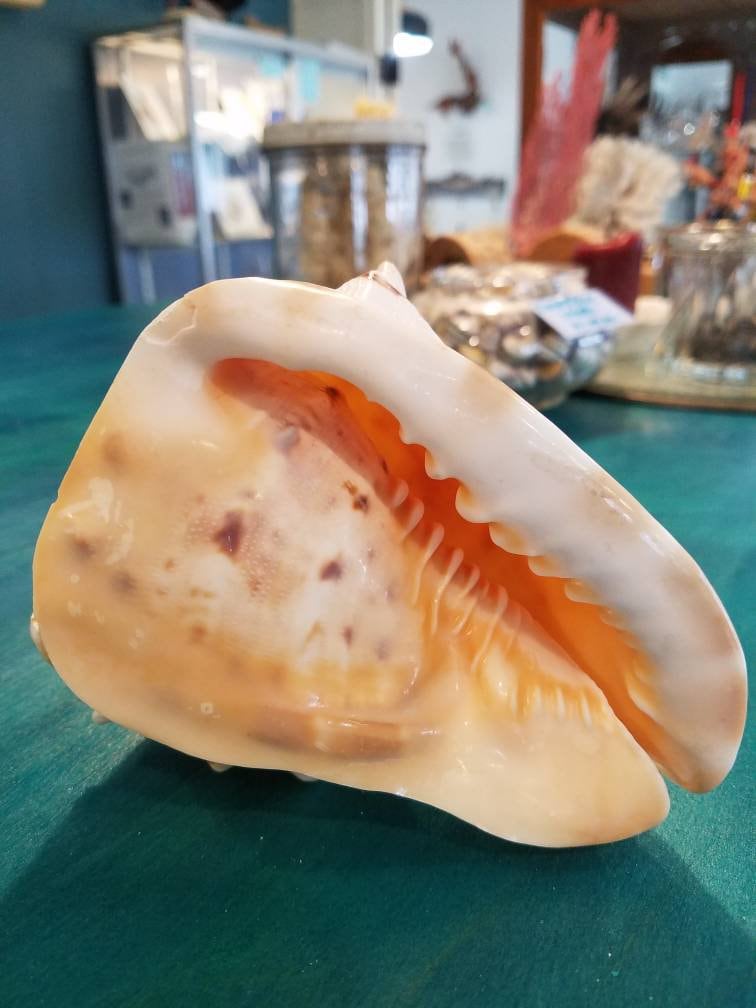 Yellow Helmet Shell Cassis Cornuta (2 sizes available)
